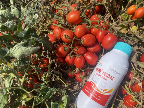 進口水溶肥,番茄轉(zhuǎn)色,拉姆拉水溶肥