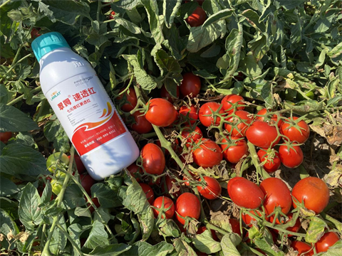 進口水溶肥,番茄轉(zhuǎn)色,拉姆拉水溶肥