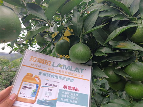 進口水溶肥,柑橘種植,翠姆水溶肥 進口水溶肥,柑橘種植,翠姆水溶肥