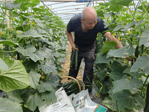 進口水溶肥,黃瓜種植,拉姆拉滴灌級特種肥