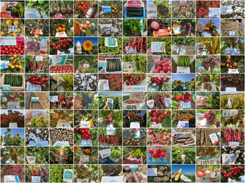 水溶肥廠家,農業(yè)內卷,拉姆拉滴灌級特種肥