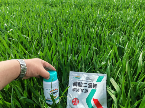 水溶肥品牌,大田作物種植,拉姆拉滴灌級特種肥