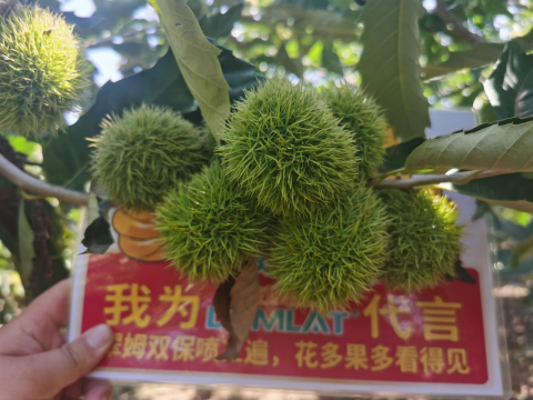 水溶肥品牌,板栗種植,拉姆拉滴灌級特種肥