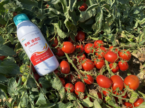 水溶肥品牌,醬番茄種植,拉姆拉滴灌級特種肥