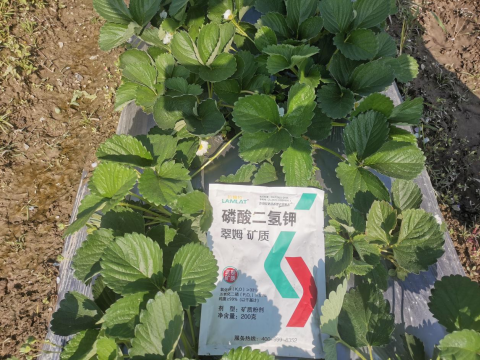 水溶肥品牌,草莓種植,拉姆拉滴灌級特種肥