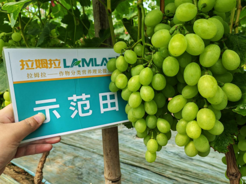 水溶肥廠家,土壤惡化,拉姆拉滴灌級(jí)特種肥