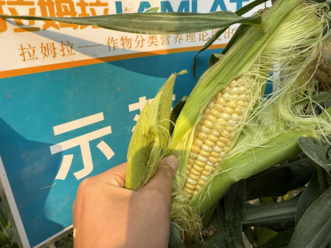 水溶肥廠家,甜脆玉米種植,拉姆拉滴灌級特種肥