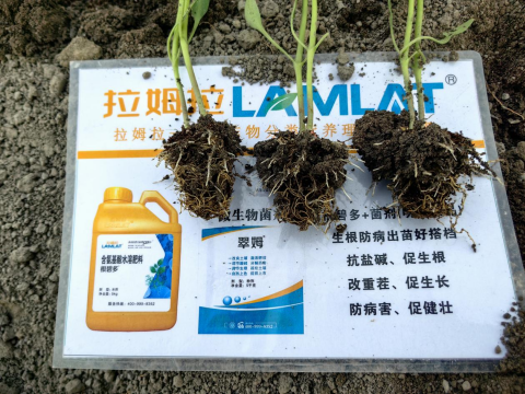 辣椒育苗,水溶肥,拉姆拉滴灌級特種肥